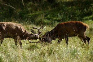 fighting-deers-1402447-m