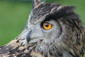 owl-looking-1425765-m