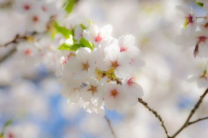 sakura