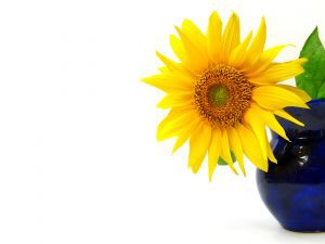 sunflower-aisatsu